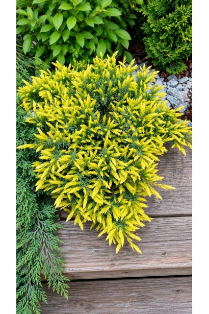 Ялівець Санфлаер (Juniperus conferta Sunflower) для сучасного озеленення.